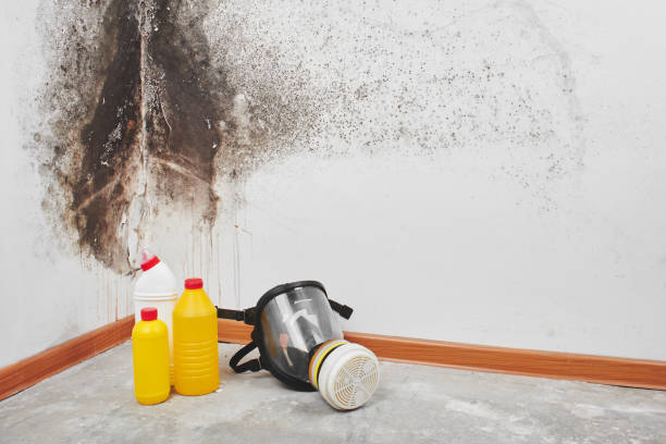 Best Toxic Mold Removal  in Galion, OH