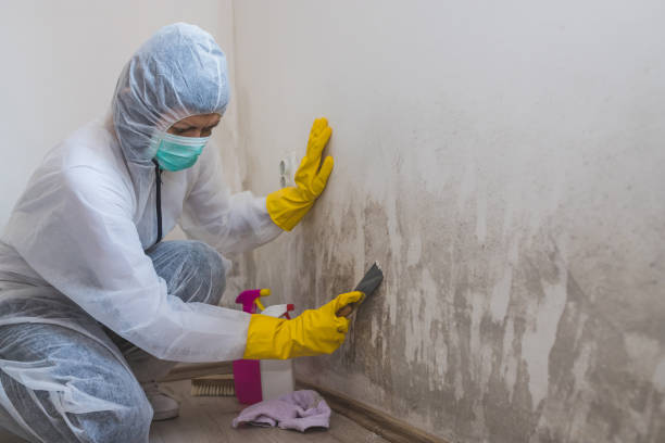 Best Certified Mold Removal  in Galion, OH