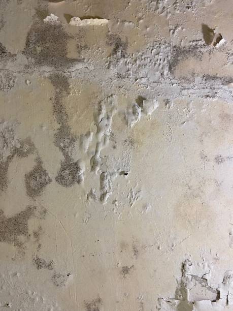 Best Office Mold Removal Services  in Galion, OH