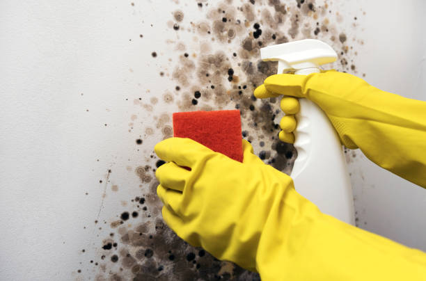 Best Professional Mold Removal  in Galion, OH