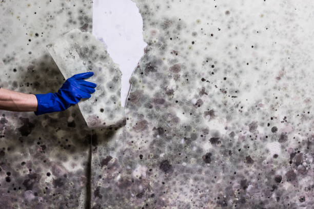Best Mold Removal Company Near Me  in Galion, OH