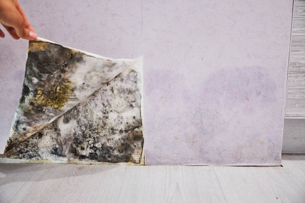 Best Office Mold Removal Services  in Galion, OH